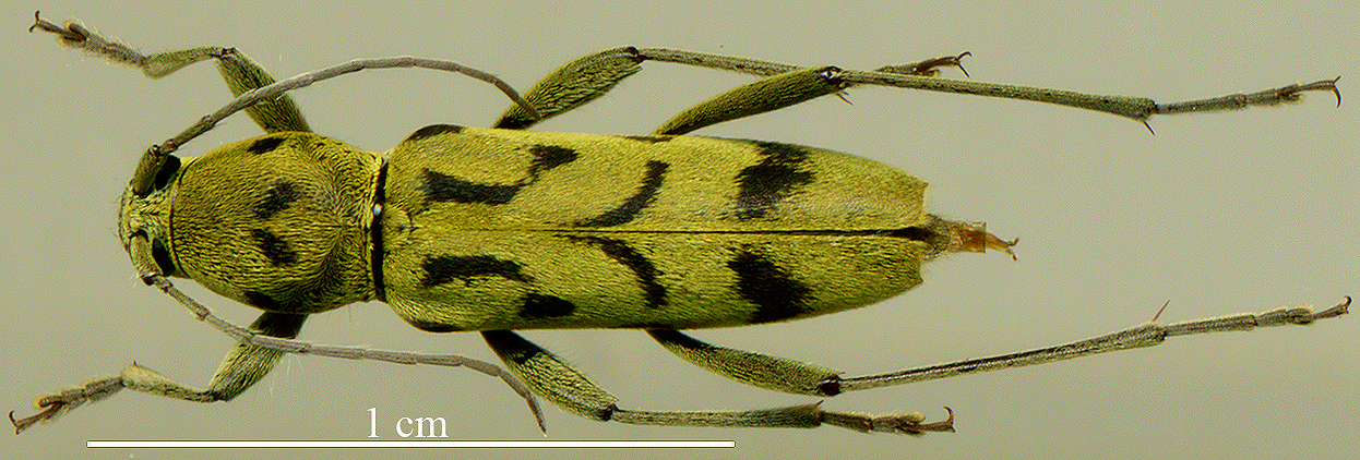 http://www.gorodinski.ru/cerambyx/Chlorophorus sp.2.jpg